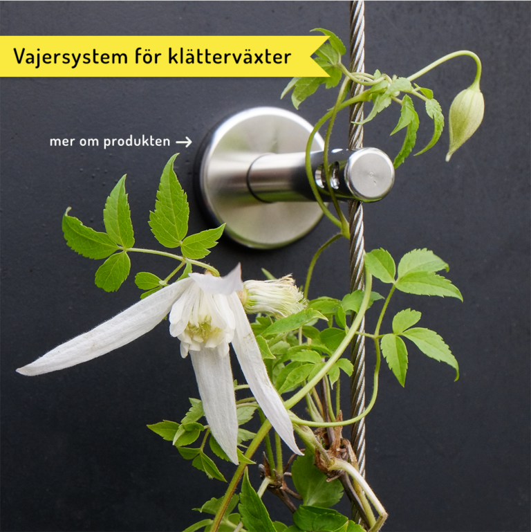 vajersystem för klätterväxter