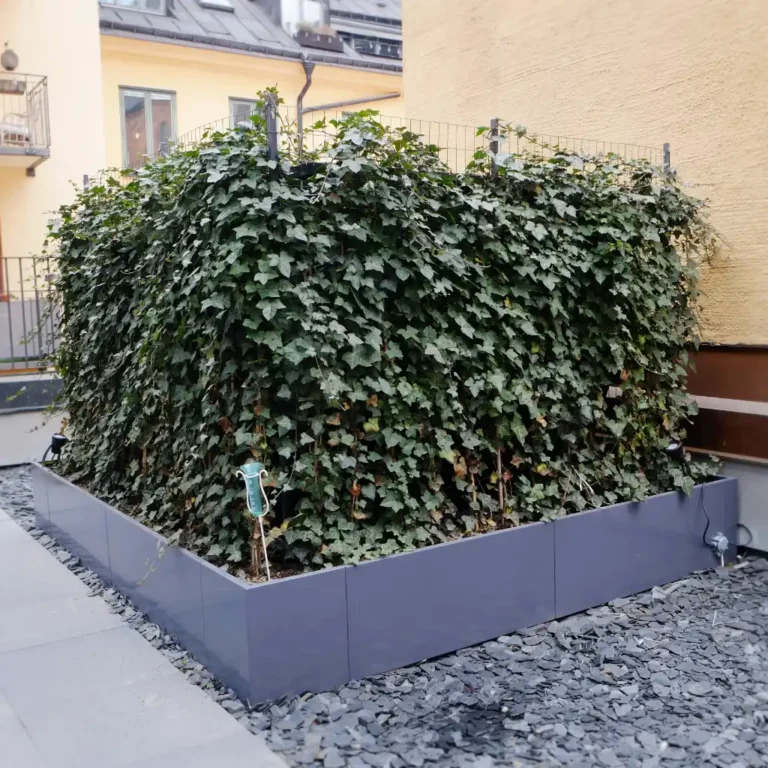 Ett fult fläkthus på en takterrass göms effektivt bakom ett måttanpassat planteringskärl med murgröneskärmar.