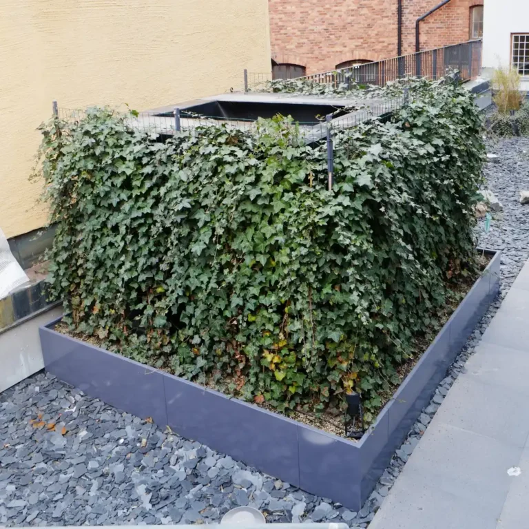 växtskärm med murgröna